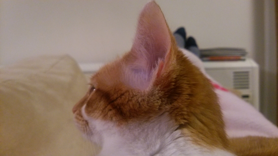 猫画像｜耳を澄ましてニャんの音ニャ？メルでーす！