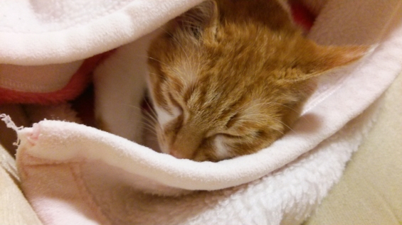 猫画像｜お気に入りの毛布で安心ニャ、メルでーす！
