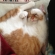 猫画像｜長女さんのベッドでお昼寝中、メルでーす！
