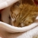 猫画像｜お気に入りの毛布で安心ニャ、メルでーす！