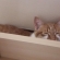 猫画像｜勉強机のすき間ニャ、メルでーす！