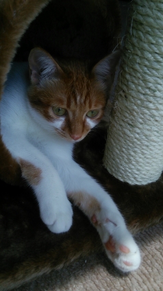 猫画像｜トンネルの猫タワー好きニャ♡メルでーす！