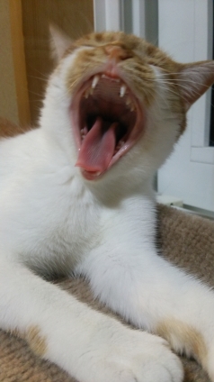 猫画像｜眠いニャー・・・大あくび、メルでーす！