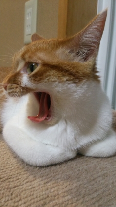 猫画像｜怒ってニャいよ、あくびだよ、メルでーす！