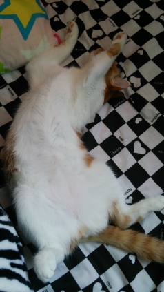 猫画像｜眠いニャ、もう好きにして♡メルでーす！