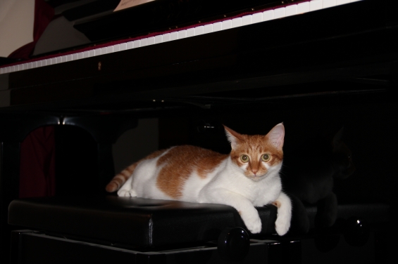猫画像｜もしもピアノが弾けたニャら♡メルでーす！
