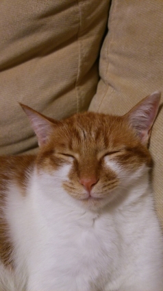 猫画像｜ソフｱでうたた寝ニャ♡メルでーす！