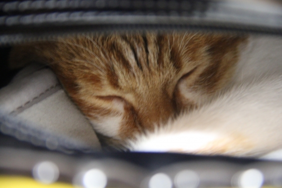 猫画像｜そして眠りに・・・♡メルでーす！