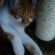 猫画像｜トンネルの猫タワー好きニャ♡メルでーす！