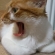 猫画像｜怒ってニャいよ、あくびだよ、メルでーす！