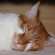 猫画像｜居心地いいから寝たのニャ♡メルでーす！