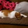 猫画像｜三女さんはTV、私眠いニャ、メルでーす！