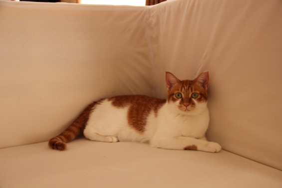 猫画像｜お掃除中のソファでおすまし♡メルでーす！