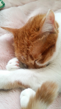 猫画像｜お昼寝だけど・・・熟睡中♡メルでーす！