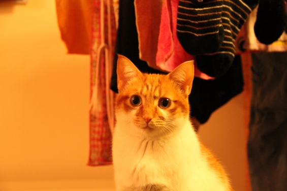 猫画像｜洗濯物に囲まれて・・・メルでーす！
