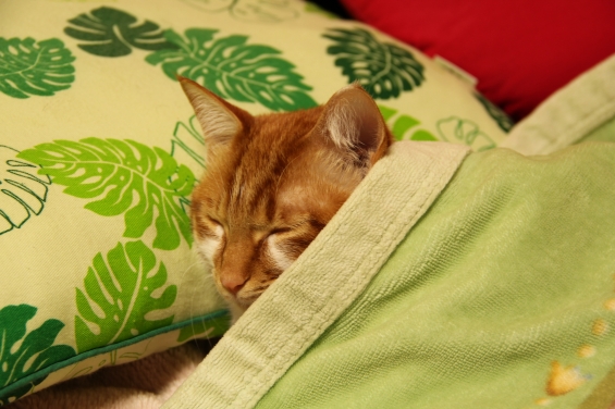 猫画像｜枕と毛布とメル♡メルでーす！