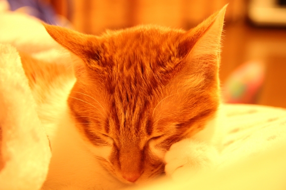 猫画像｜眠くてたまらニャいzzzメルでーす！