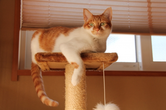 猫画像｜タワーの上からおはようニャ♡メルでーす！