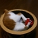 猫画像｜プレゼントありがとう７♡メルでーす！
