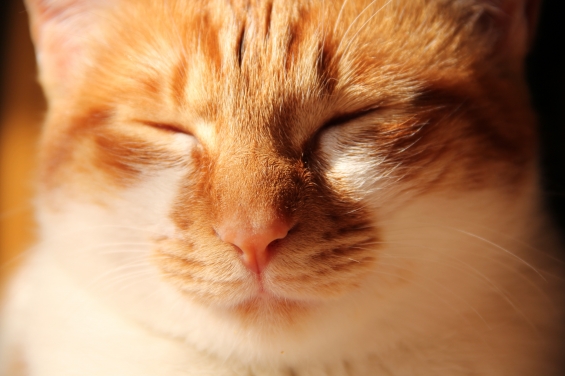 猫画像｜しばしお昼寝～♡メルでーす！