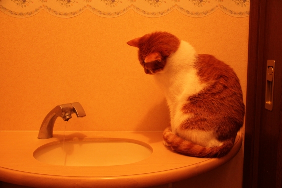猫画像｜お水が出るの？メルでーす！