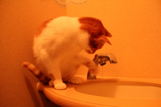 猫画像｜そしてお水にパ～ンチ！メルでーす！