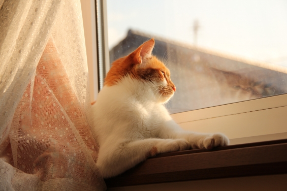 猫画像｜夕日を浴びニャがら♡メルでーす！