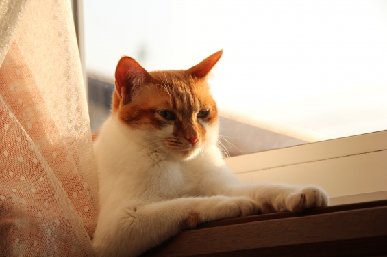 猫画像｜夕日を浴びニャがら２♡メルでーす！