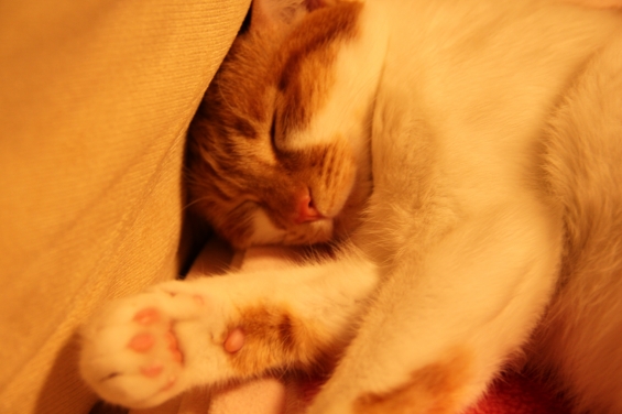 猫画像｜寝てニャ～す♡メルでーす！