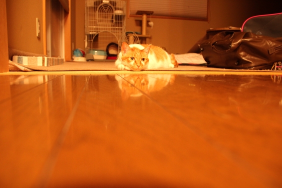 猫画像｜床にもメルがいるニャん♡メルでーす！