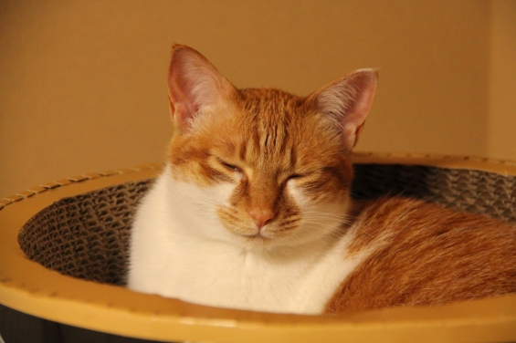 猫画像｜寝るニャ♡メルでーす！