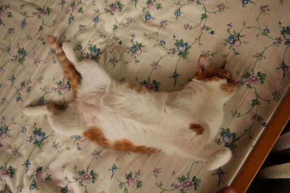 猫画像｜暑いけど寝るニャんzzz♡メルでーす！