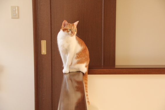 猫画像｜ただ今、部屋替え中ニャ♡メルでーす！