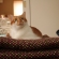 猫画像｜メルさんに座布団２枚！メルでーす！