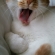 猫画像｜眠くてたまらニャい♡メルでーす！