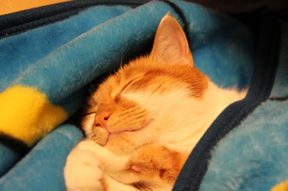 猫画像｜寝た～♡メルでーす！