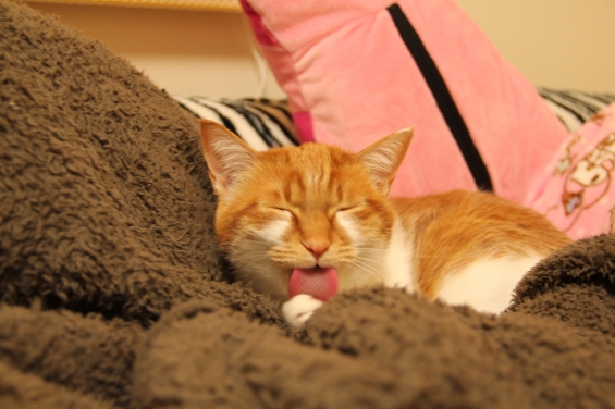 猫画像｜眠いけどペロッ♡メルでーす！