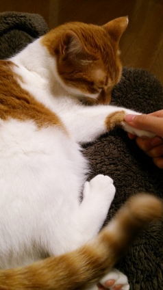 猫画像｜握手～♡メルでーす！