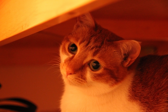 猫画像｜机の下のメル♡メルでーす！　