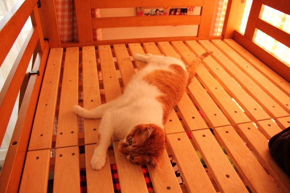 猫画像｜二段ベッドニャん♡メルでーす！