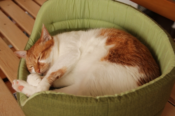 猫画像｜新しいベッドニャ♡メルでーす！