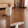 猫画像｜メルvs掃除機♡メルでーす！