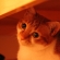 猫画像｜机の下のメル♡メルでーす！　