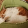 猫画像｜新しいベッドニャ♡メルでーす！