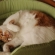 猫画像｜新しいベッドニャ♡２メルでーす！