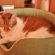 猫画像｜しばしお昼寝～zzz♡メルでーす！