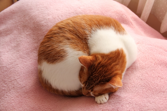 猫画像｜メルは毛布で丸くなる２♡メルでーす！