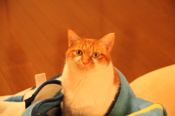 猫画像｜大好きな毛布と・・・♡メルでーす！