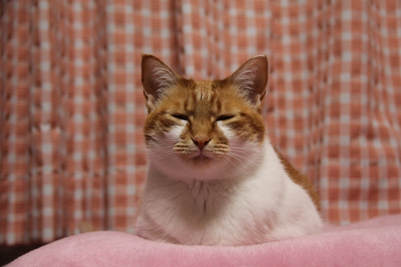 猫画像｜夏至でも毛布好きニャ♡メルでーす！