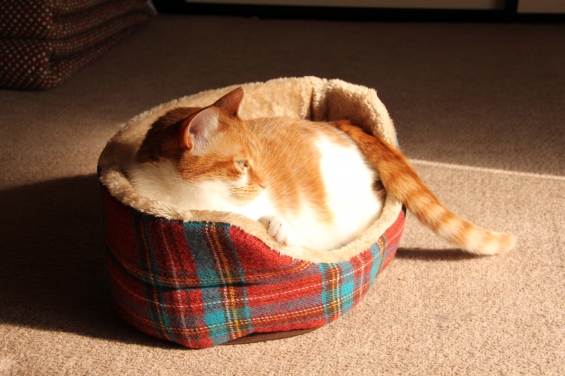 猫画像｜新しいベッドだニャ♡メルでーす！